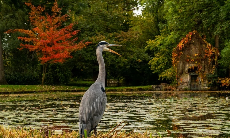 Heron by the water in Bushy Park in autumn
